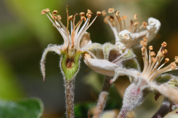Coupe de fleur de pommier : dégât de gel